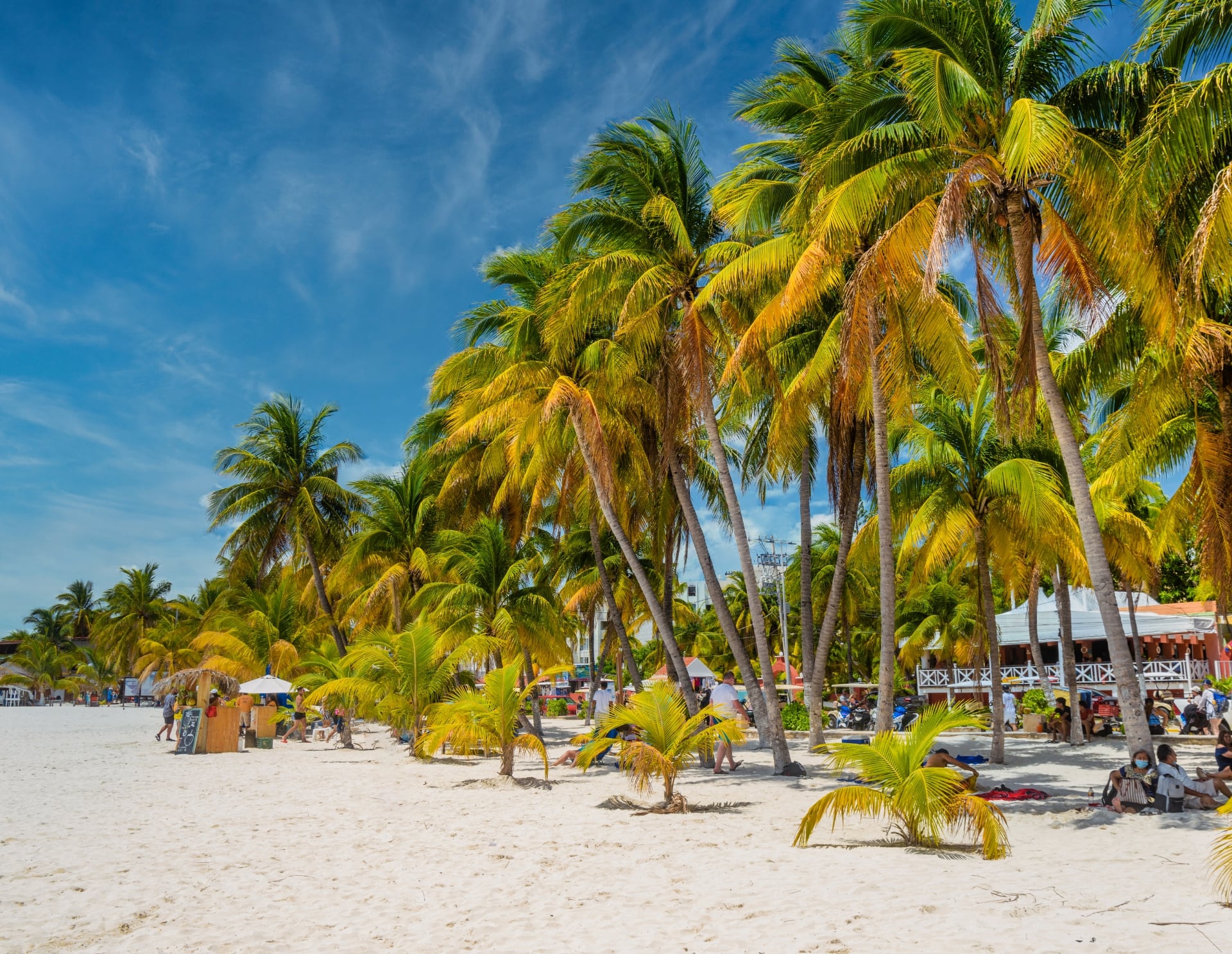 Playa Norte palms Isla Mujeres